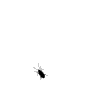 Bug animated[1]