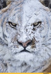 тигр зима снег 2579734