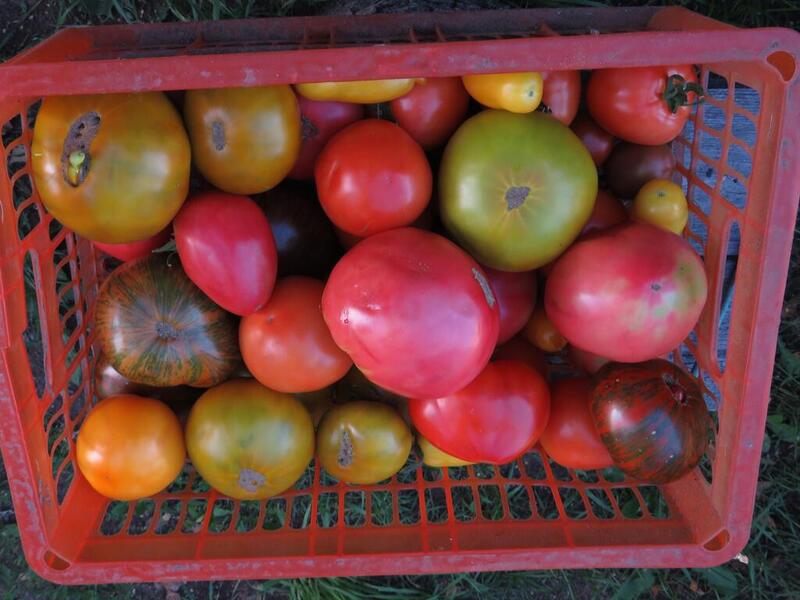 помидоры (7).JPG