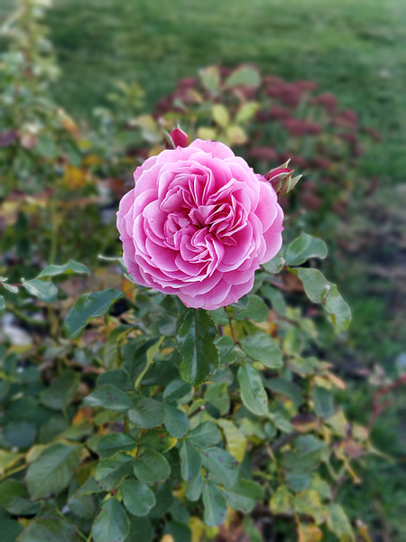 IMG_20221030_172002_1.thumb.png.da031b0db192d475b74de8ef976247b2.png